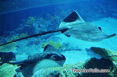 Marine Life Park Worlds Largest Oceanarium Rwsentosa