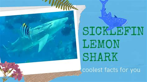 Sicklefin Lemon Shark Facts 🦈 Sharptooth Lemon Shark 🦈 Distributed In