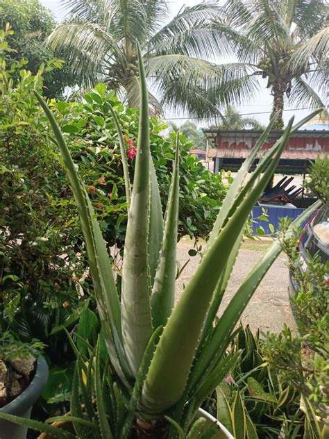 Pokok Lidah Buaya Aloe Vera Besar Anak Pokok Furniture Home Living