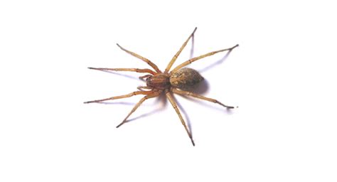 Hobo Vs Brown Recluse Spider In The Pacific Northwest