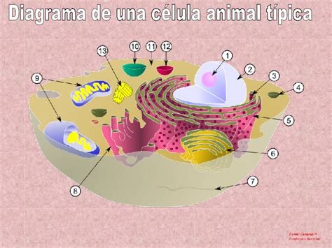 Diagrama De Una Celula Animal Tipica