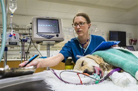 In Conversation With Our Veterinary Nurses Blog Fitzpatrick Referrals