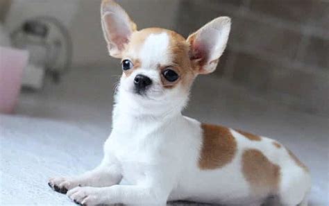 Teacup Chihuahua 15 Amazing Facts And Personality Traits