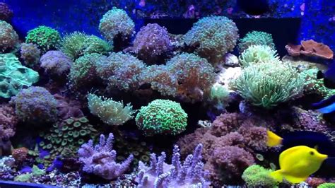 300 Gallon Reef Tank Update Feb 13 2014 Youtube