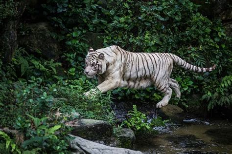Top 16 White Tiger Facts Diet Habitat Genetics And More