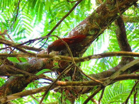 Birding In Costa Rica Bogarin Trail La Fortuna Field Guide