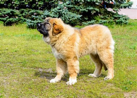 Caucasian Shepherd Dog Everything You Need To Know Pettime