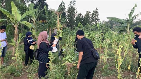 Mahasiswa Kkn Umd 271 Pemanfaatan Limbah Batang Tembakau Sebagai