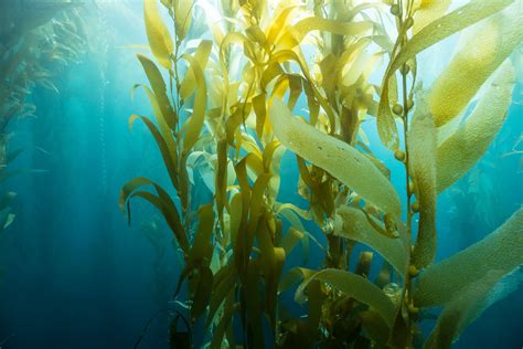 Could Seaweed Farming Help Restore Our Oceans