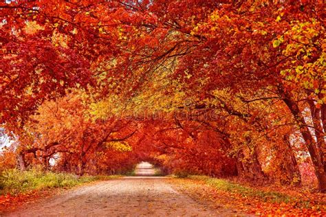 Country Road Lane With Trees In Autumn Fall Season Rows Of Trees In