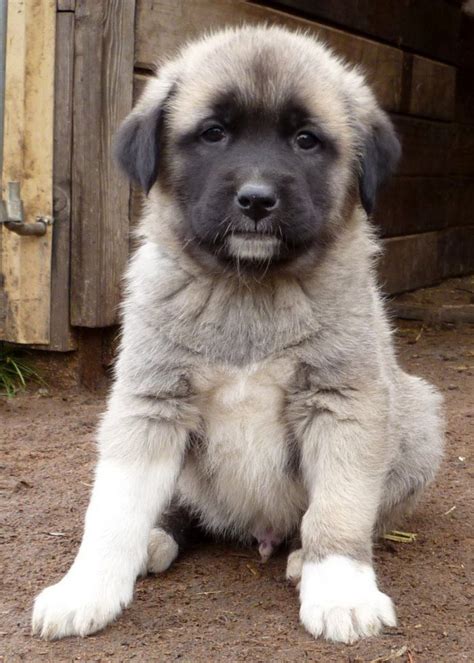 Central Anatolian Shepherd Dog Breed Information Images