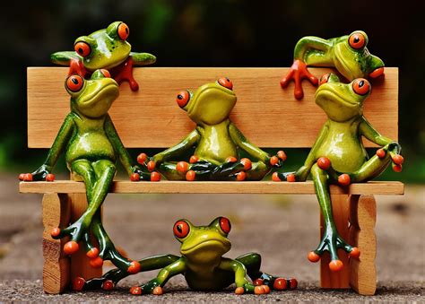 Frogs Sociable Bank Free Photo On Pixabay