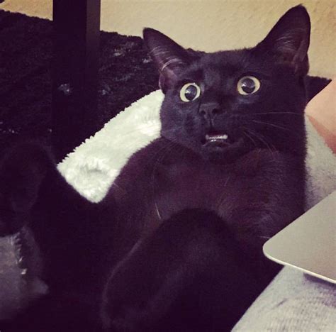 Shocked Cat Blank Template Imgflip