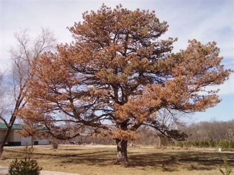 Tree Diseases Pine Wilt Disease Iron Tree Tree Knowledge Base