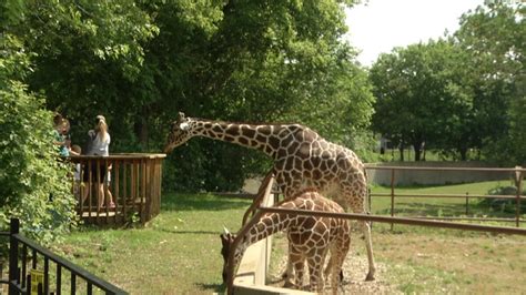 Minots Roosevelt Park Zoo Celebrating World Giraffe Day