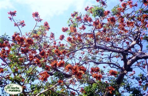 Innumerevoli esemplari come questo punteggiano con le loro chiome colorate il paesaggio dello zimbabwe nella stagione estiva. Erythrina viarum a Palermo