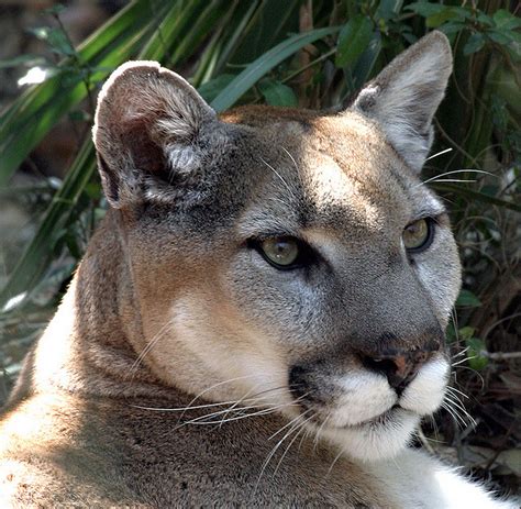 Federal Government Wants To Remove Eastern Cougar From