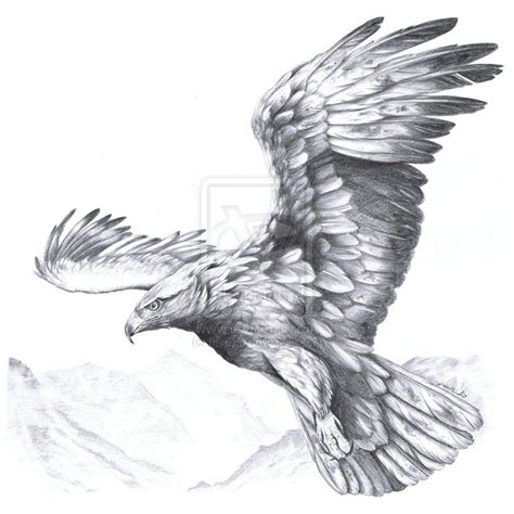 N Bird Drawings Tattoo Drawings Animal Drawings Pencil Drawings