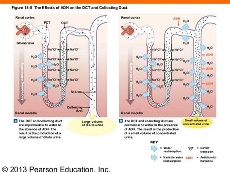 104 Best Images About Systems Renalurinary On Pinterest Definitions