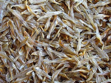 Dried Fish Exporters In Kolkata West Bengal India By Saanvi Overseas