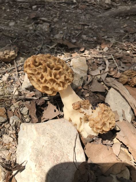 First Morels In Central Texas Rmushroomhunting