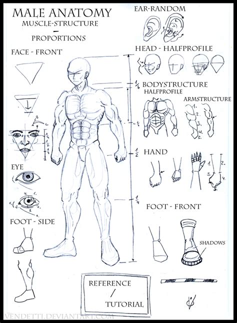 Male Anatomy Reference Sheet By Vendetti On Deviantart