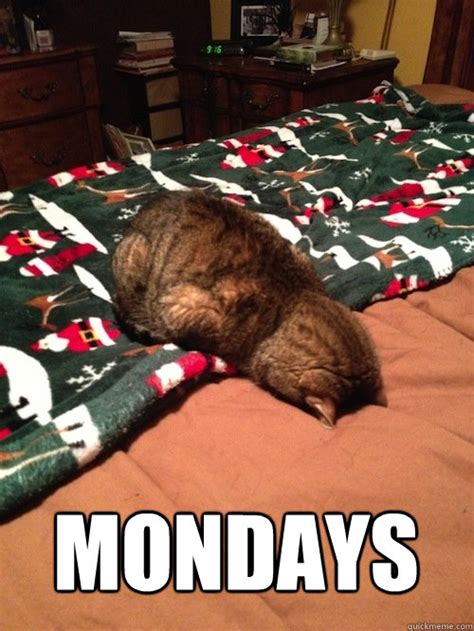 Mondays Monday Cat Quickmeme