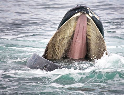 Baleen Whales Host A Unique Gut Microbiome With Similarities To Both