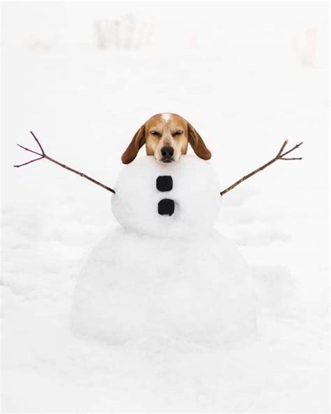 10 Adorable Puppies Playing In Their First Snow Pictures Dogtime