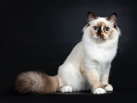 Top 8 Affectionate Cat Breeds Cat World