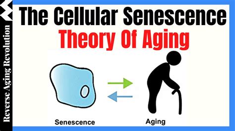 The Cellular Senescence Theory Of Aging Dr Darren Baker Presentation