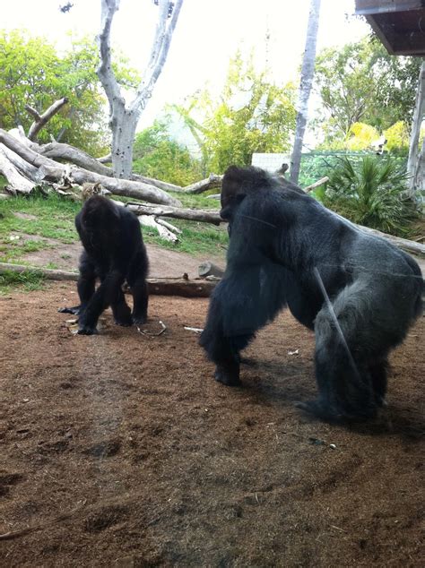 Gorillas Adventures At The San Diego Zoo