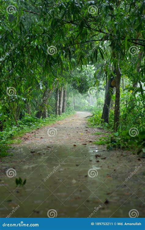 Village Path Under Trees Stock Image Image Of Footpath 189753211