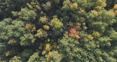 Aerial Top View Of Autumn Trees In Forest In September Stock Image