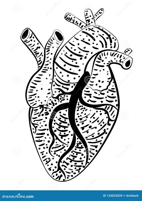 Human Heart Design Stock Vector Illustration Of Anatomy 133023039