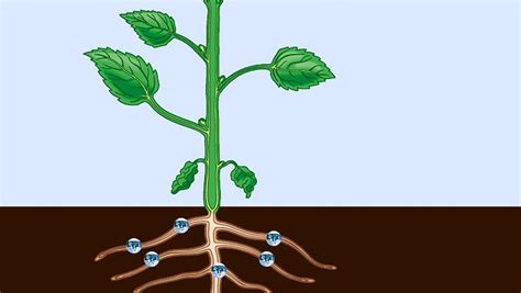 Phloem And Xylem In A Plants Vascular System Explained Britannica