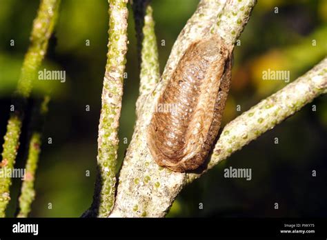 Praying Mantis Eggs Ootheca Cape Town South Africa Stock 42 Off