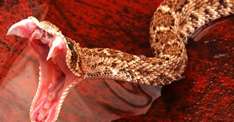 Snake 15 Deadliest Serpents Cbs News