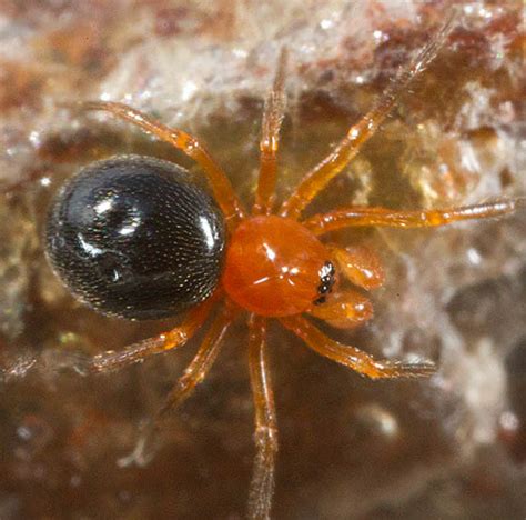 List 93 Pictures Orange Spider With Black And White Legs Stunning