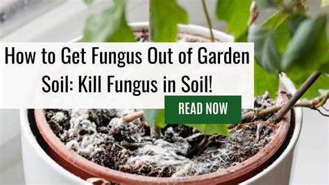 How To Get Fungus Out Of Garden Soil Kill Fungus In Soil