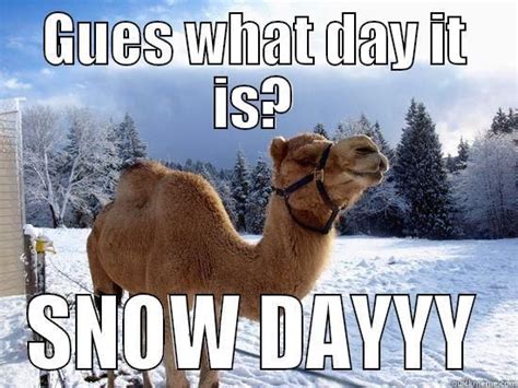 Image Result For Snow Day Meme Snow Day Meme Camels