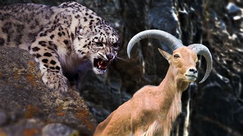 Animals Attack Snow Leopard Attack Mountain Goat And Yak Youtube