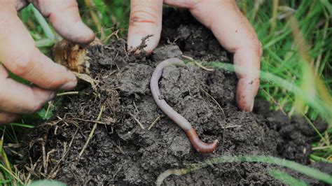 The Role Of Earthworms In Sustainable Agriculture