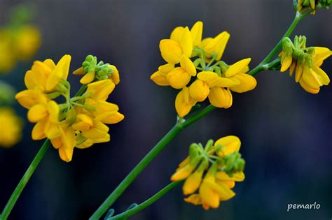 Plantas De Murcia Coronilla Juncea Coronilla De Hoja Fina Extendida