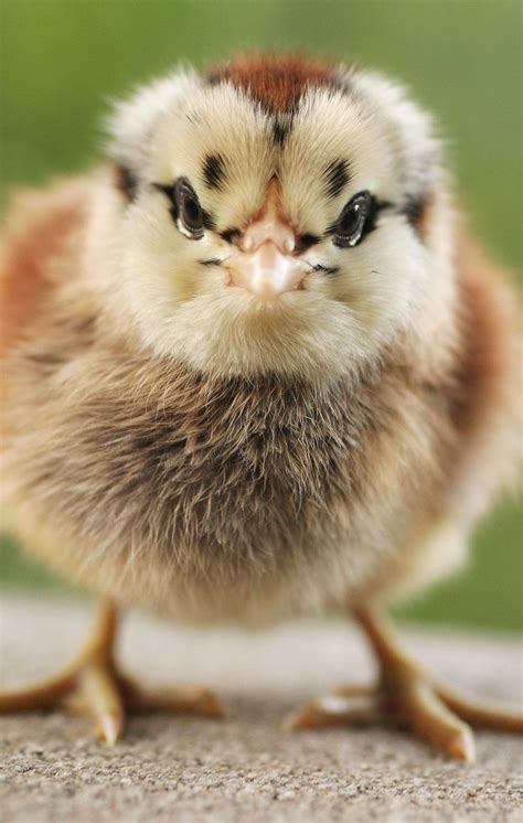 Cute Baby Chicks Photography Ideas Domestic Animals Pictures And Young