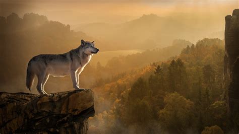 2560x1440 Wolf Standing On Edge 4k 1440p Resolution Hd 4k Wallpapers