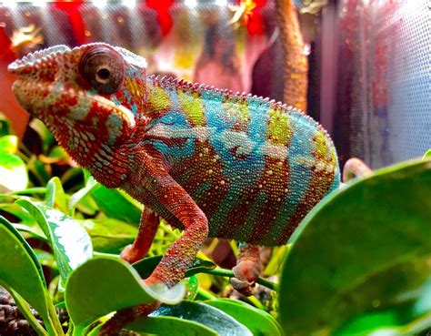 Ambilobe Panther Chameleon For Sale Baby Panther Chameleons