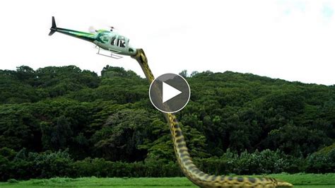 B1ggest Snake Ever Giant Snake Anaconda Attacks A Plane Caught On