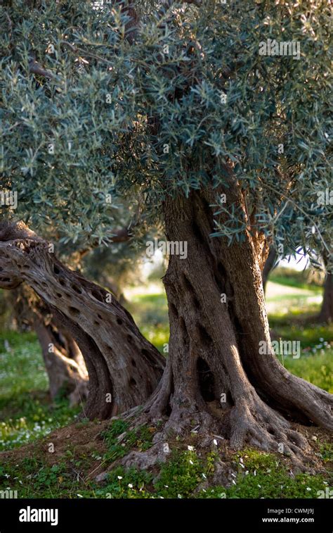 Olive Tree On Flowering Meadow In Old Orchard Pelion Peninsular
