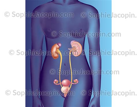 Anatomie Système Urinaire Féminin